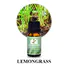Lemongrass essentional oils 5.jpg