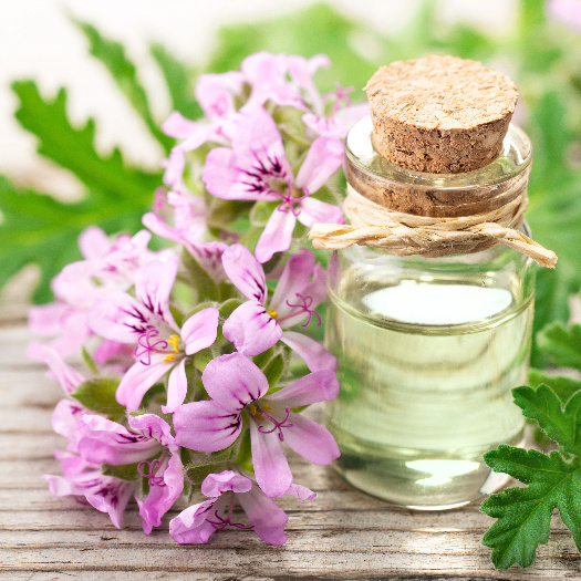 Health Benefits Of Rose Geranium Oil | Puraeo